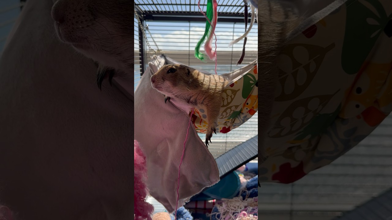Cute prairie dog masters the art of the lazy Sunday nap