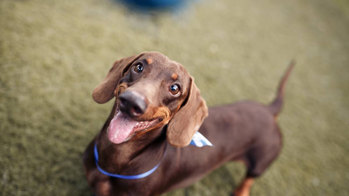 Dachshund Brings Home an Unexpected 'Prize' for Mom, and His Pride Says It All
