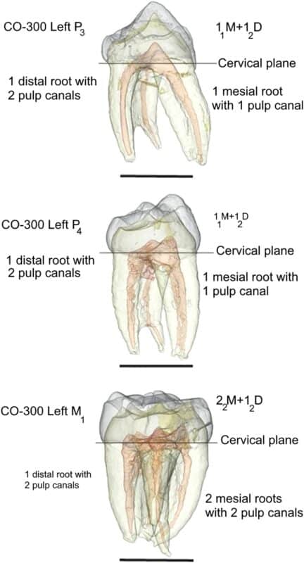 3-D reconstruction of the left P3 to M1 of CO 300, showing the root, root canal and pulp chamber configurations. Credit: Communications Biology