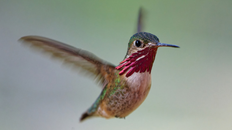 A hummingbird in flight.