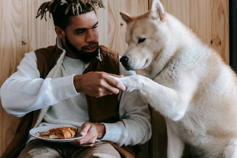 Your dog isn't just asking for attention. Here's why it puts a paw on you