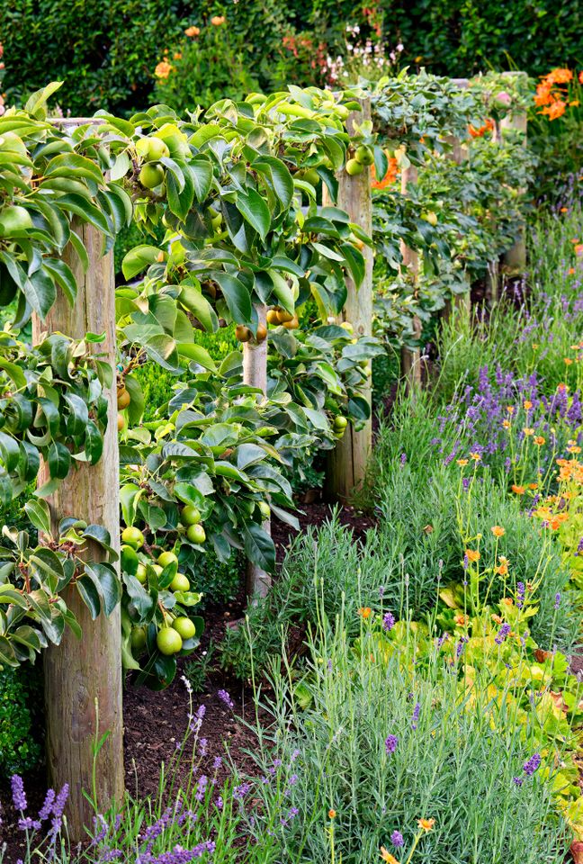 A garden with fruit trees growing on trellises above rows of flowering plants