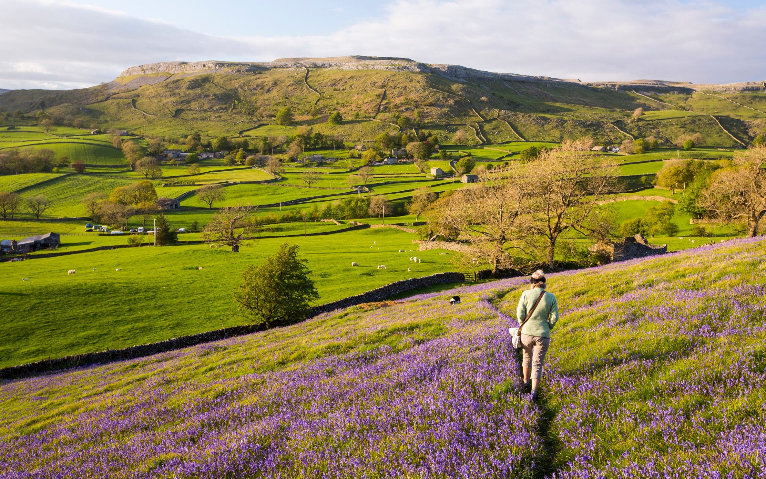 A woman and dog walking through Bluebells above Austwick in the Yorkshire Dales, UK.