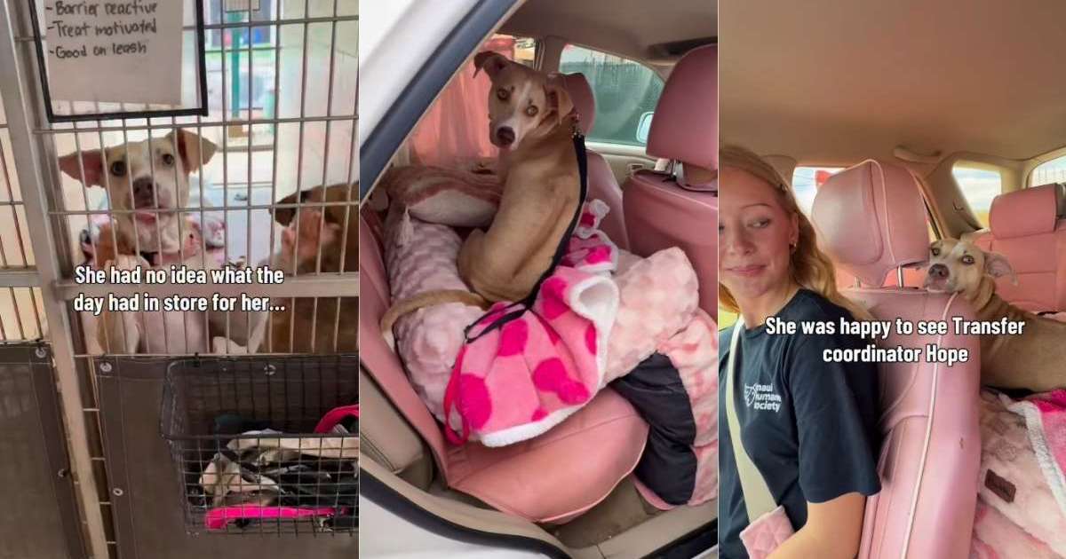 Rescue Dog Runs Out the Shelter Gates With Human One Last Time, Unaware She's Going Home