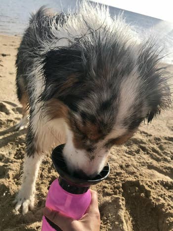 Dog drinking water from a portable pet bottle on a sandy beach