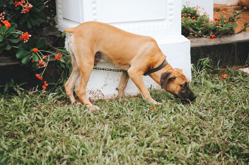 These 10 changes in behavior could be your dog's way of asking for help 10