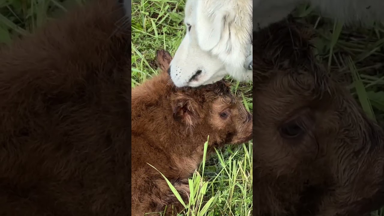 Watch a loyal guard dog bond with a newborn calf