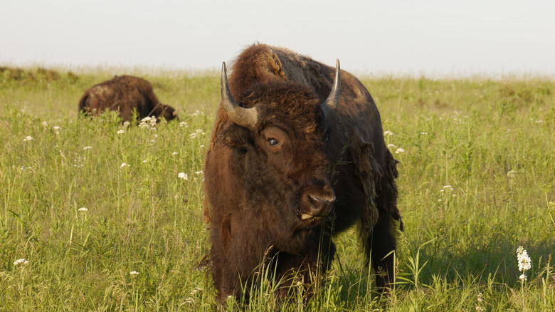 An American bison grazing on the grasslands in Prairie State Park, Mindenmines, Missouri