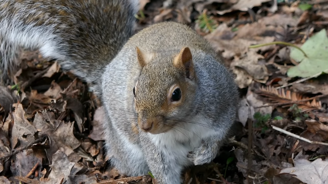 This is how one cute animal became an ecological disaster
