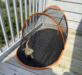Bearded dragon in a mesh travel tent on a wooden balcony, looking towards the camera