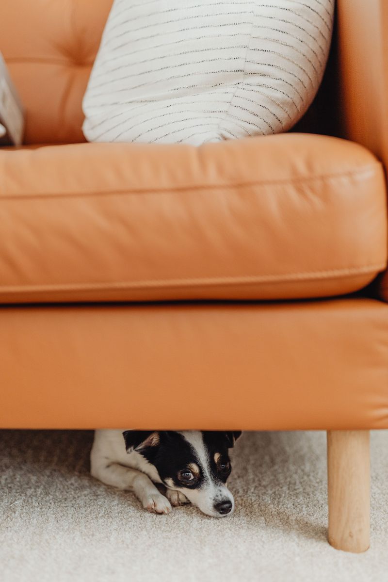 These 10 changes in behavior could be your dog's way of asking for help 2