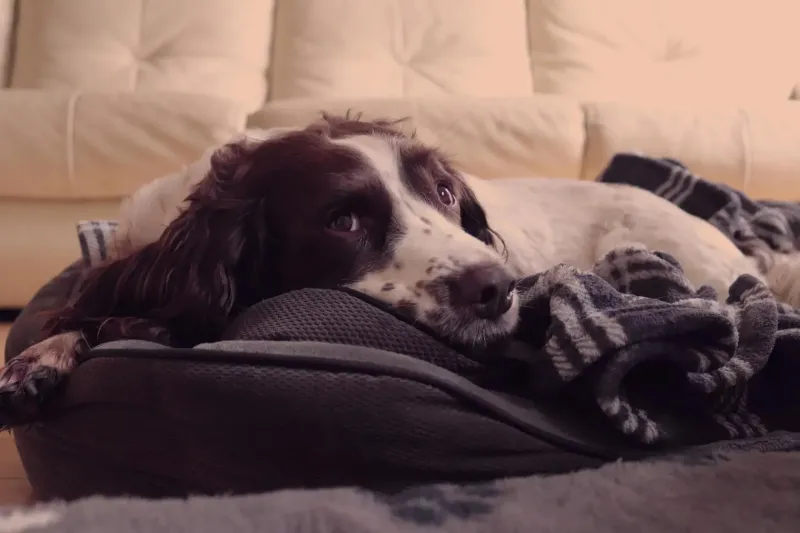 These 10 changes in behavior could be your dog's way of asking for help 9