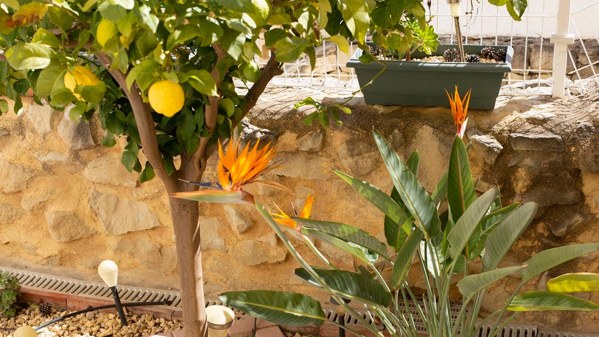landscaping-with-lemon-tree-and-exotic-strelitzia-flower-view-of-cozy-modern-garden-terrace-design