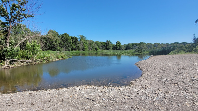 Estuary pond at Arcola Creek Park in Ohio
