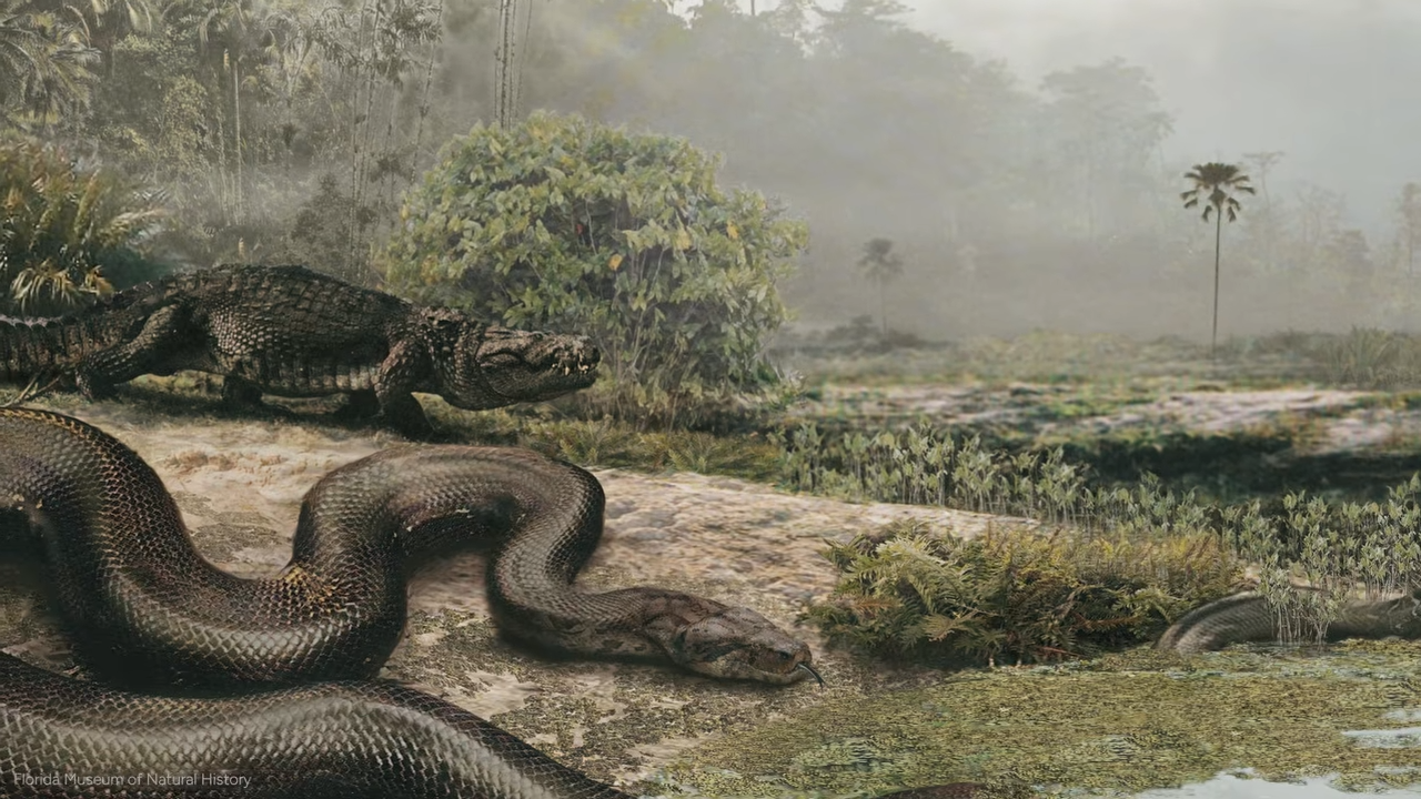 Scientists found a giant vertebra in Colombia - it belonged to a 14 ...