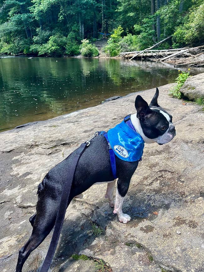 Boston Terrier in a blue harness stands on a rock by a lake, surrounded by trees