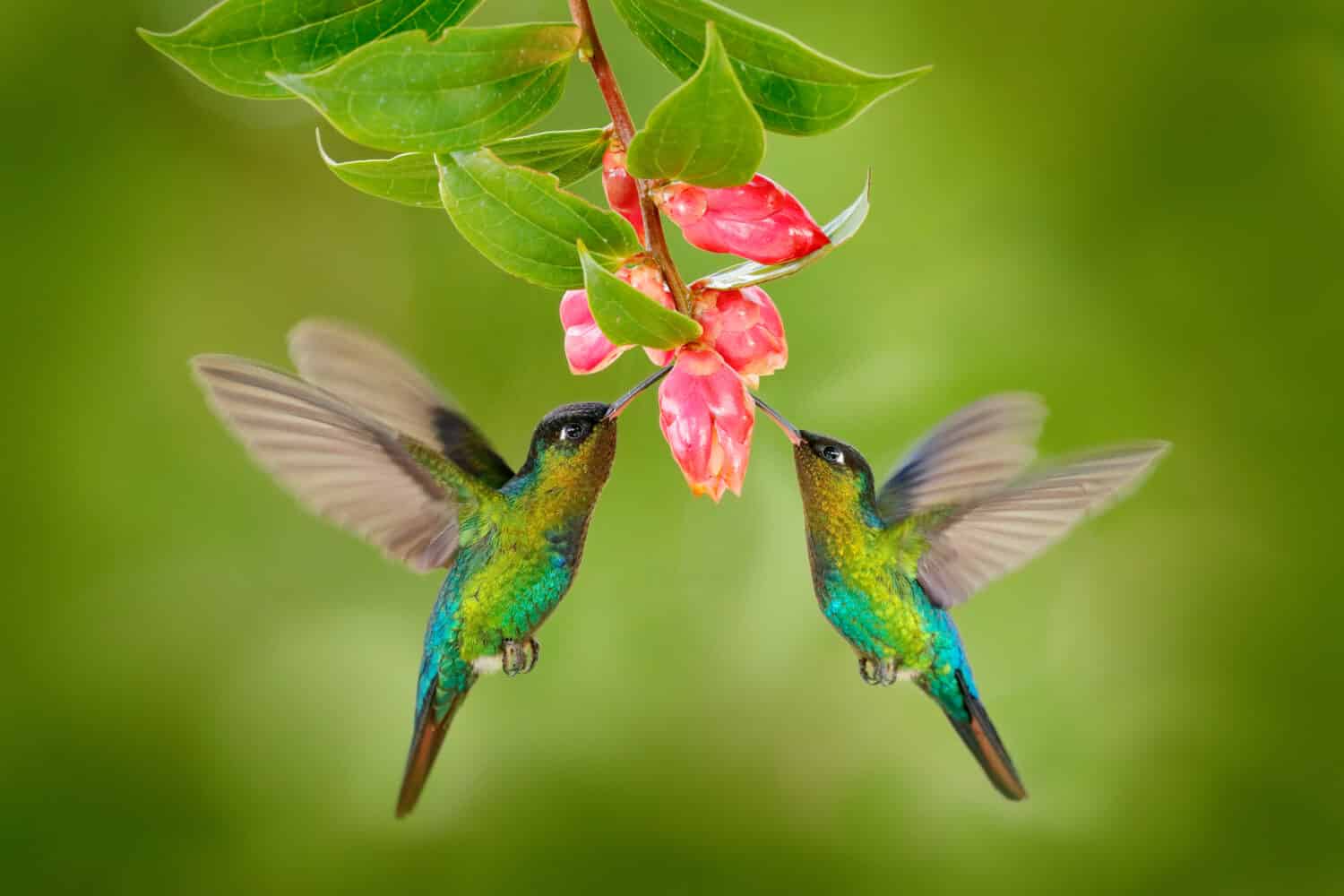Two hummingbirds with pink flower. Fiery-throated Hummingbirds, flying next to beautiful bloom flower, Savegre, Costa Rica. Action wildlife scene from nature.