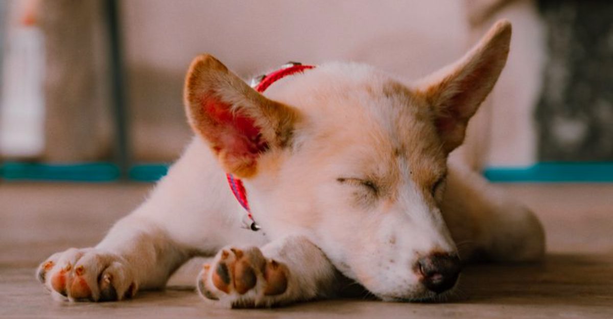 These 10 changes in behavior could be your dog's way of asking for help