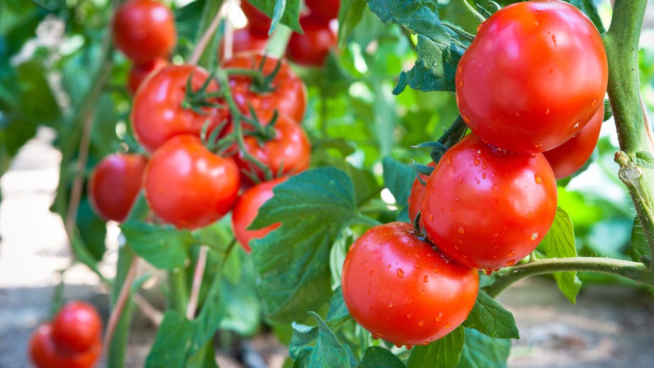 If your tomato plants are still small and not flowering, this 1 natural feed will help them