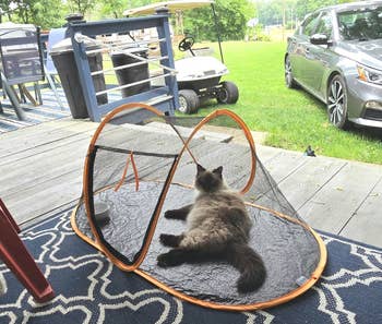 A fluffy cat lounges in a portable mesh pet tent on a porch, with a golf cart and car visible in the background