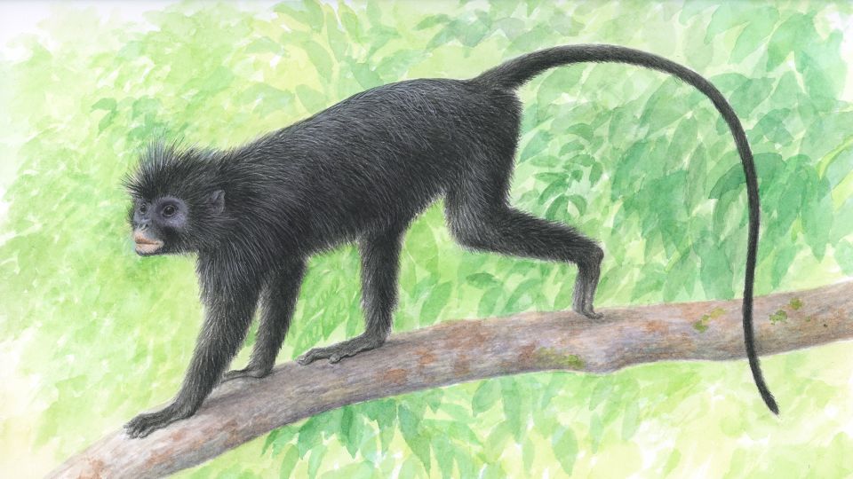 An illustration of Colobus congensis, whose common name is the local vernacular name, Likweli. - Kimio Honda