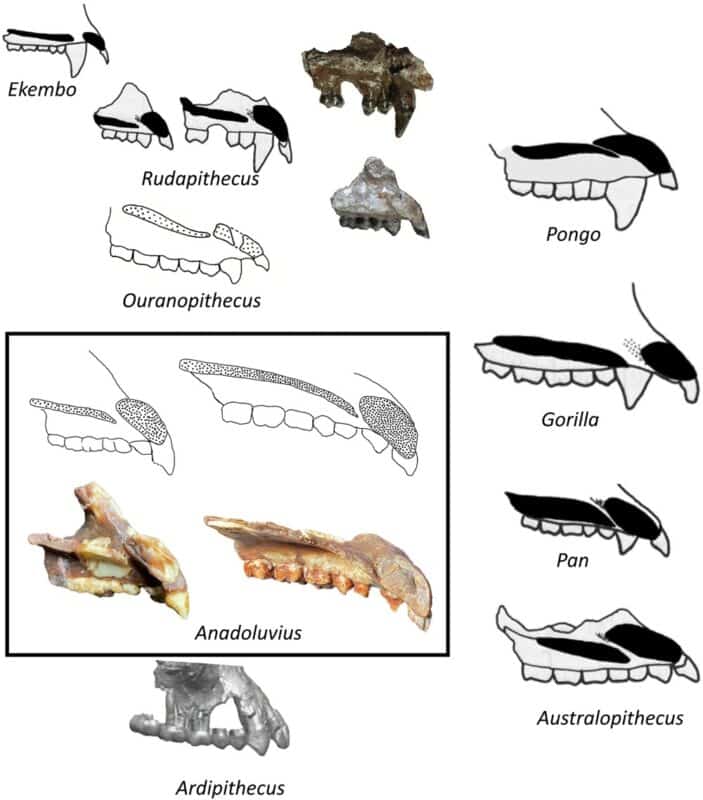 Cross sectional anatomy of the palate in Anadoluvius and other hominids (not to scale). Credit: Communications Biology