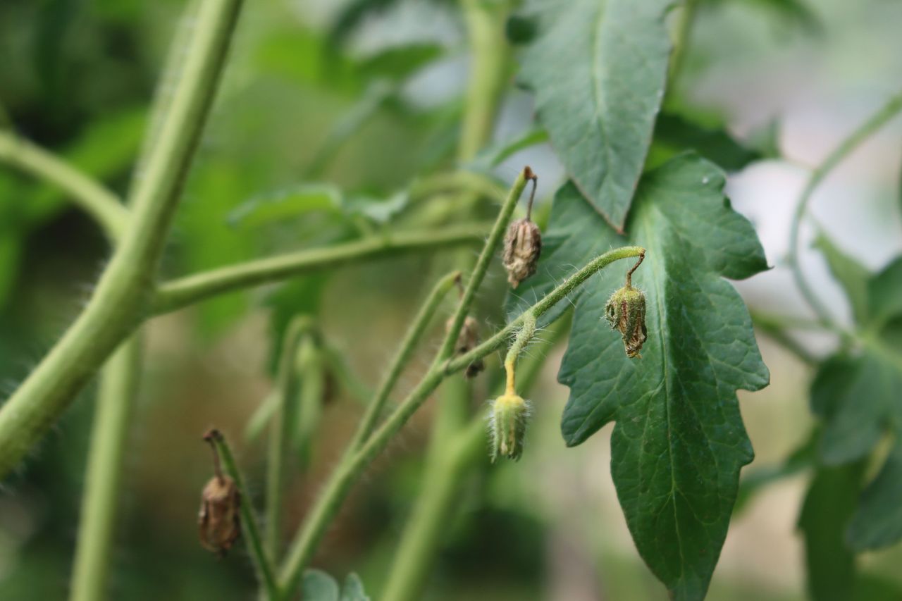 Closeup of tomato plant flowers in early stages of growth with wilted blossoms visible