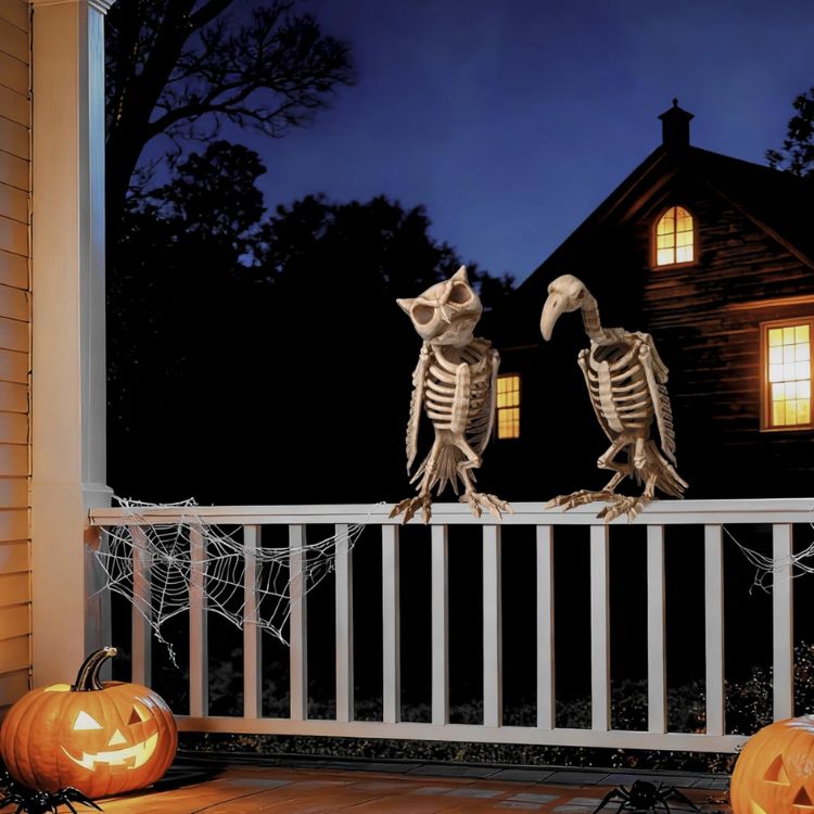 Owl and Vulture Skeletons