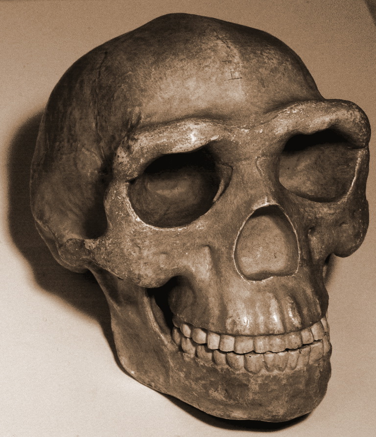 The Peking Man fossils vanished in 1941 and are still missing