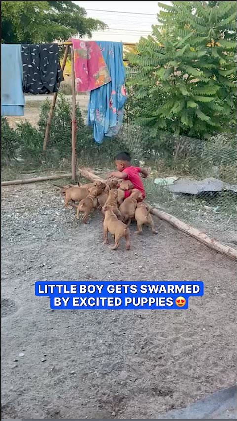 Little boy swarmed by playful puppies in Thailand