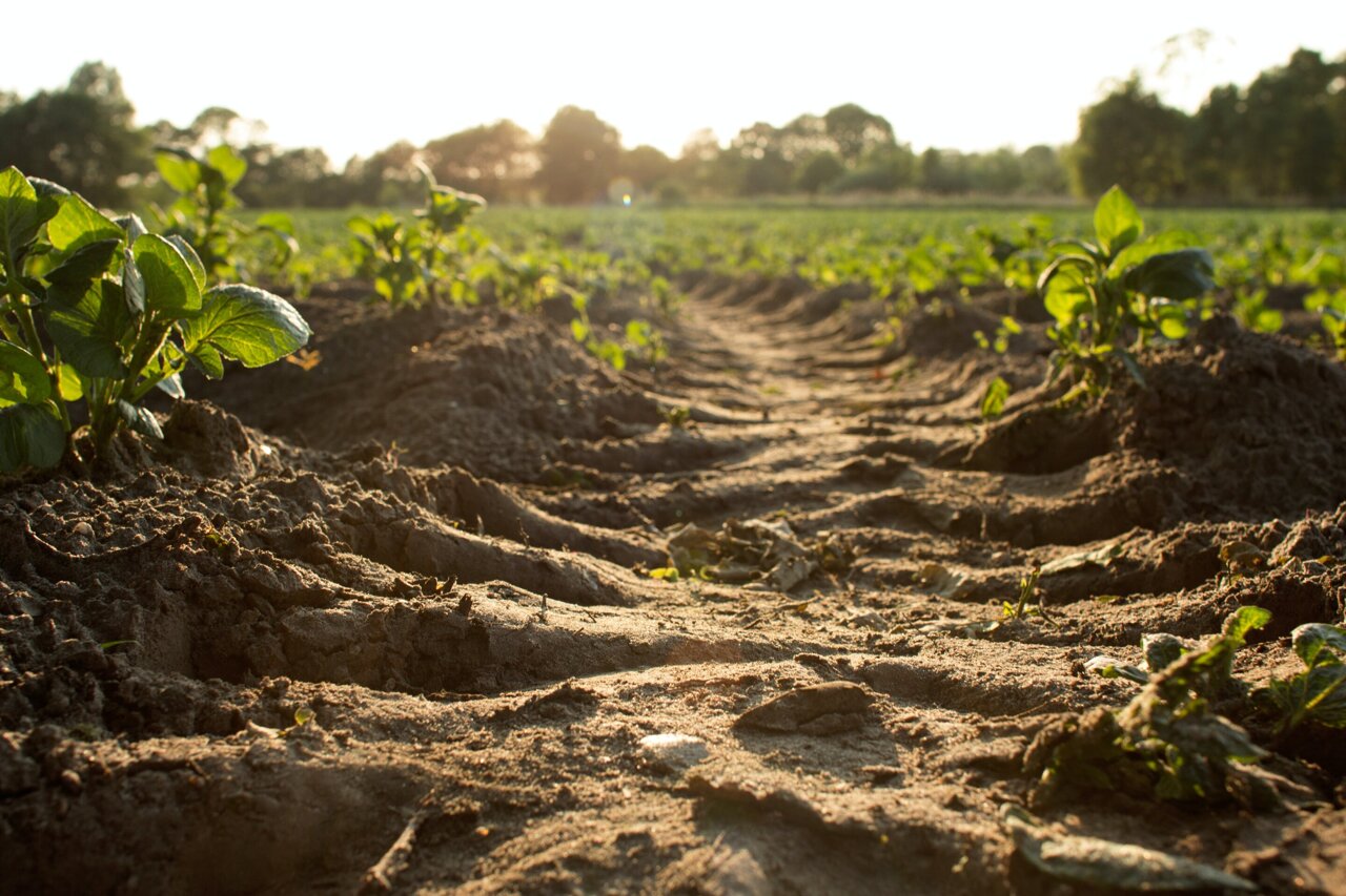 Antibiotic resistant gene found in Australian soil