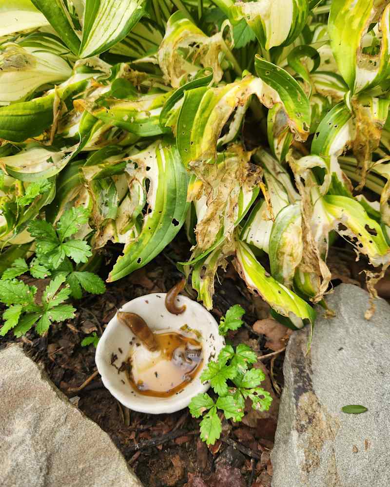 Slugs drinking beer in garden.