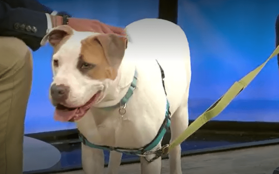 Friend for life: Meet Sammie!