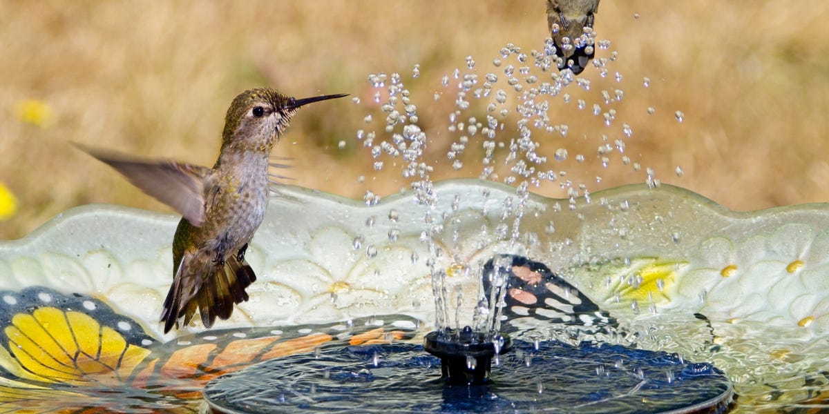This Viral Fountain Attracts Birds Fast