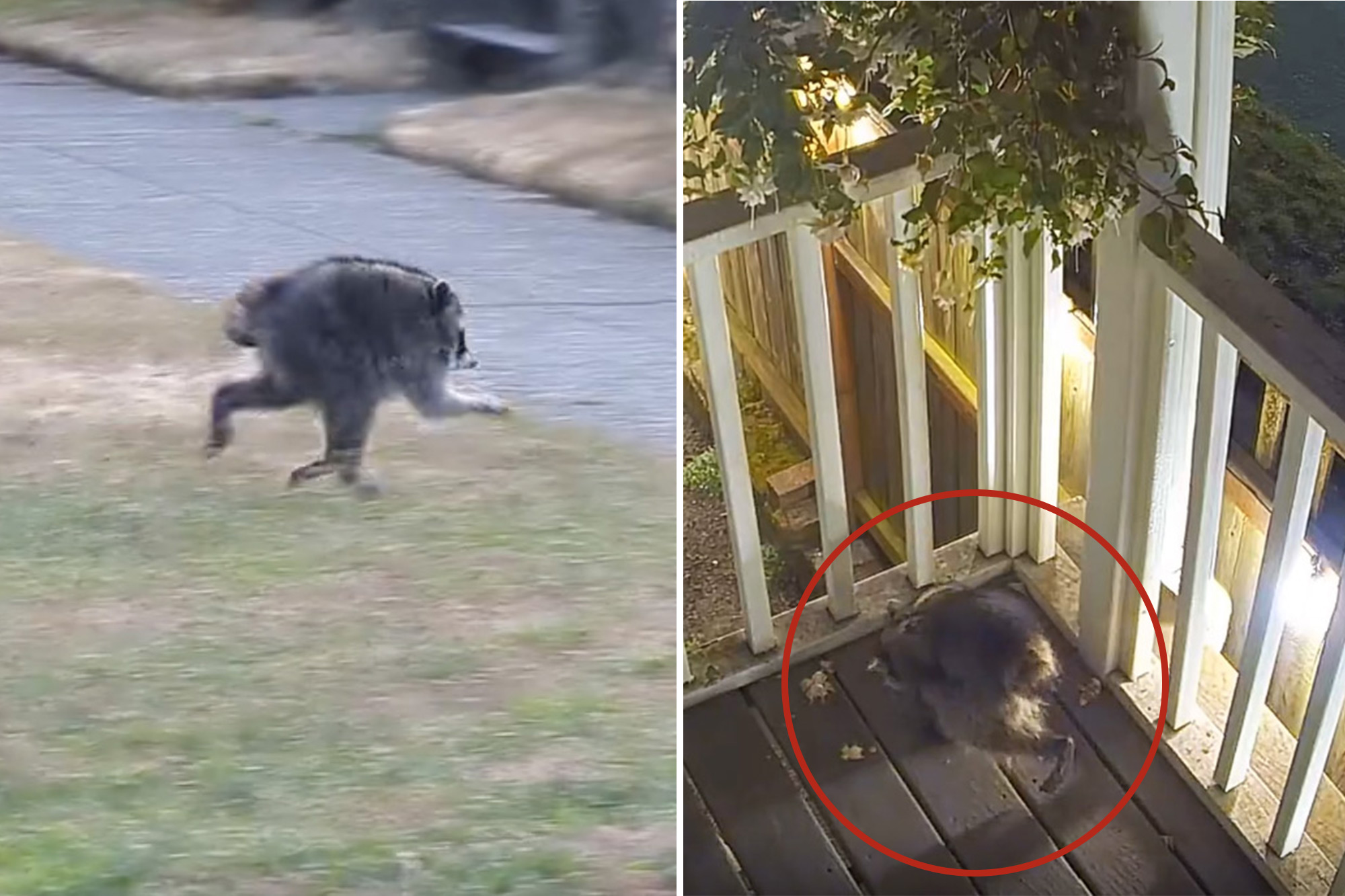 Mutant creature named 'Jimothy' stalks Seattle — and becomes local ...