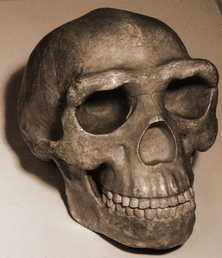 Peking Man fossils - kevinzim / CC BY 2.0 (via Wikipedia)