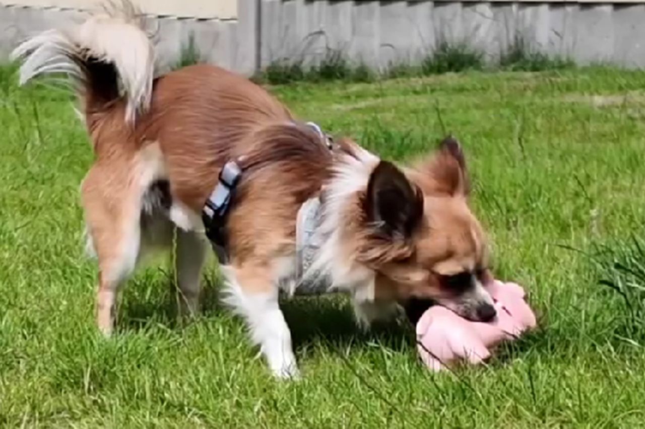 Caitlin Roberts said her dog Cooper almost died after eating the plant