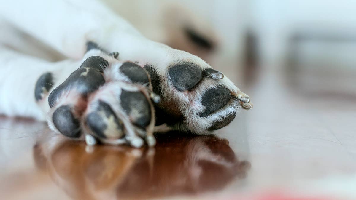 Rare Husky-Pit Bull Mix Has the Most Crystal-Clear Eyes We've Ever Seen
