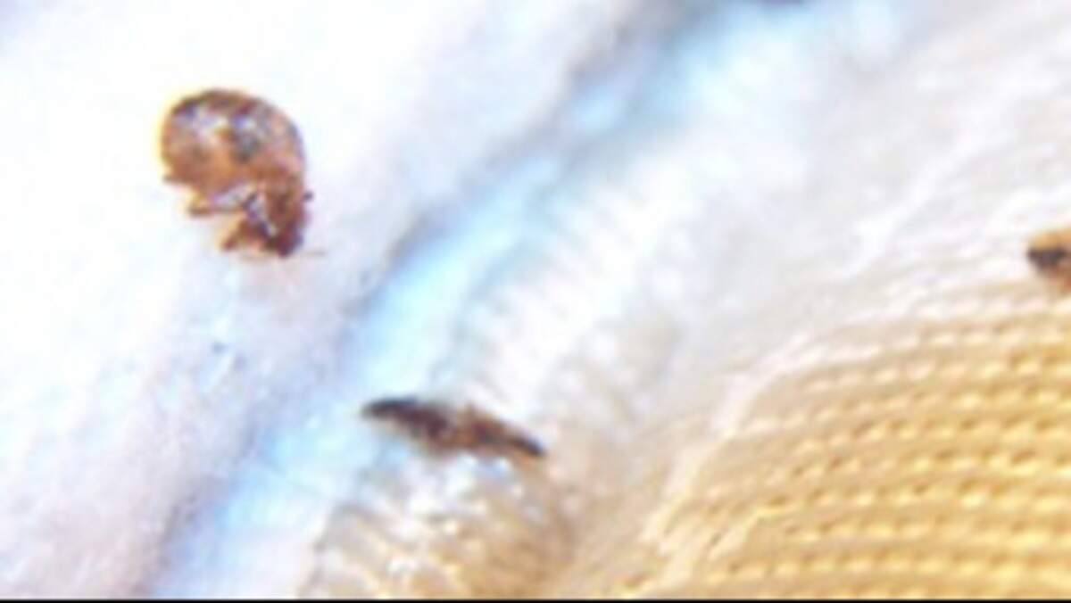2 NC cities rank among worst in the US for bed bugs, Orkin says. Here's ...
