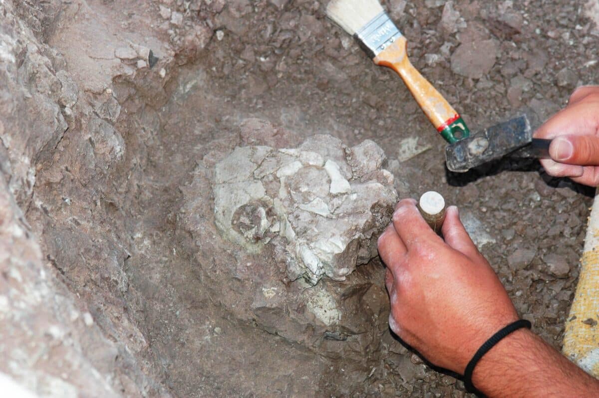 Excavation of the fossil, a significantly well-preserved partial cranium uncovered at the Çorakyerler fossil site in Türkiye in 2015. Credit: Ayla Sevim-Erol