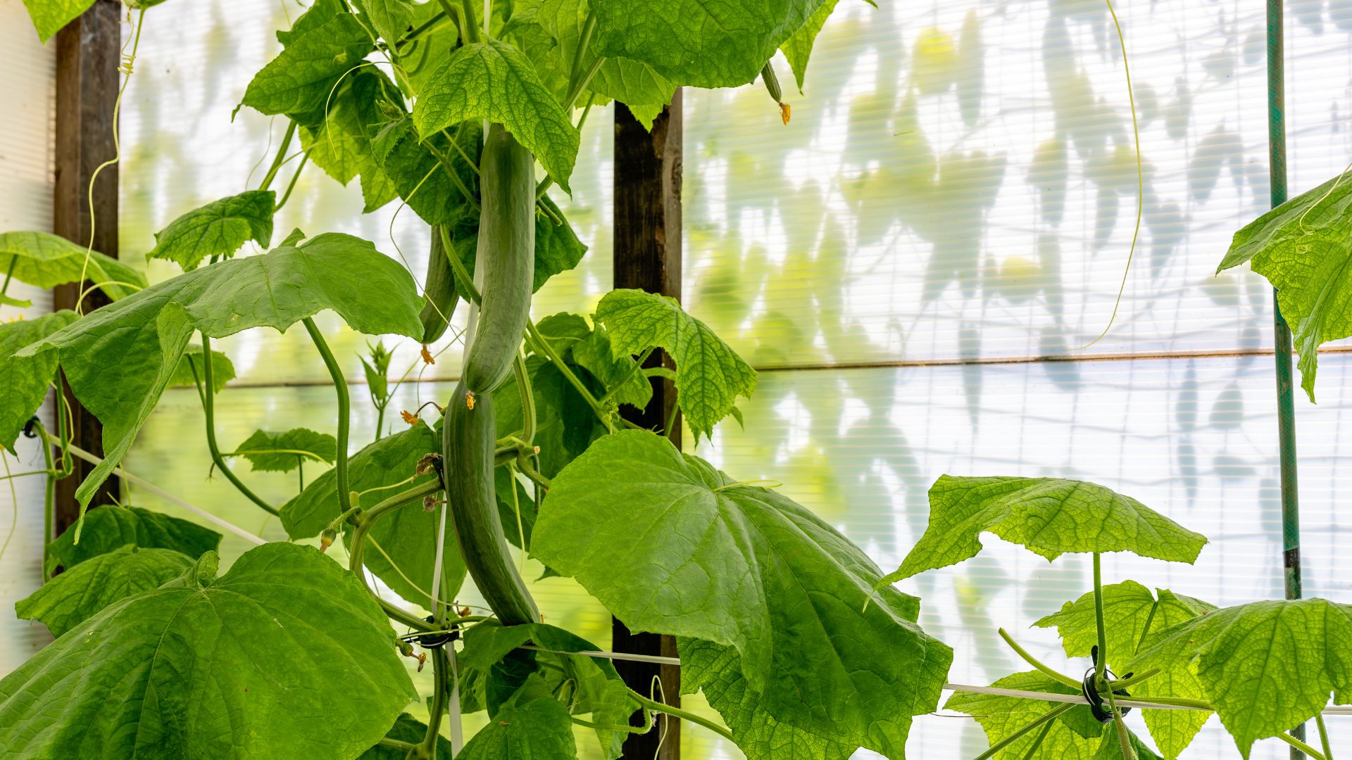 picture of cucumbers growing in a greenhouse