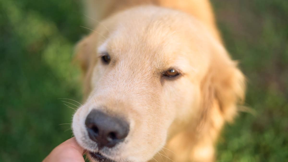Golden Retriever Hilariously Refuses To Let Mom Stop Petting Him
