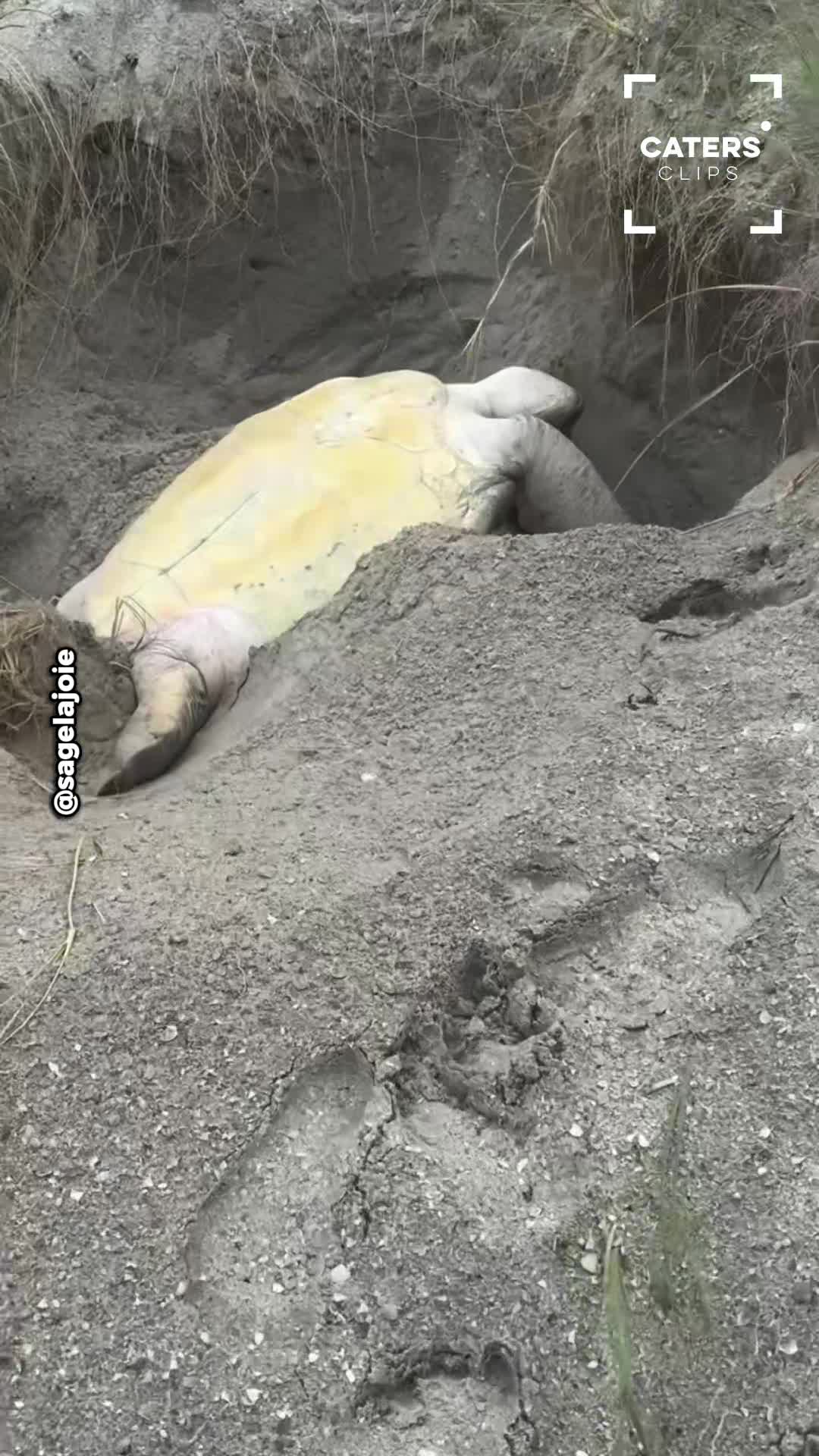 Giant sea turtle trapped in sand dunes spotted by beachgoers