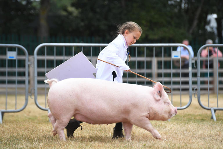 15 incredible photos from the third day of the Great Yorkshire Show ...