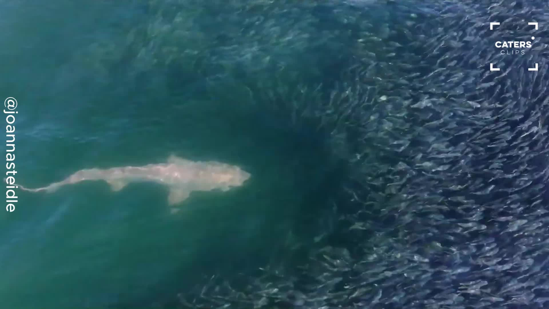 Ocean predators dive into massive bait ball in stunning drone footage