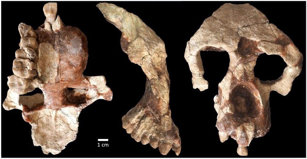 A new face and partial brain case of Anadoluvius turkae, a fossil hominine—the group that includes African apes and humans—from the Çorakyerler fossil site located in Central Anatolia, Türkiye. Credit: Communications Biology