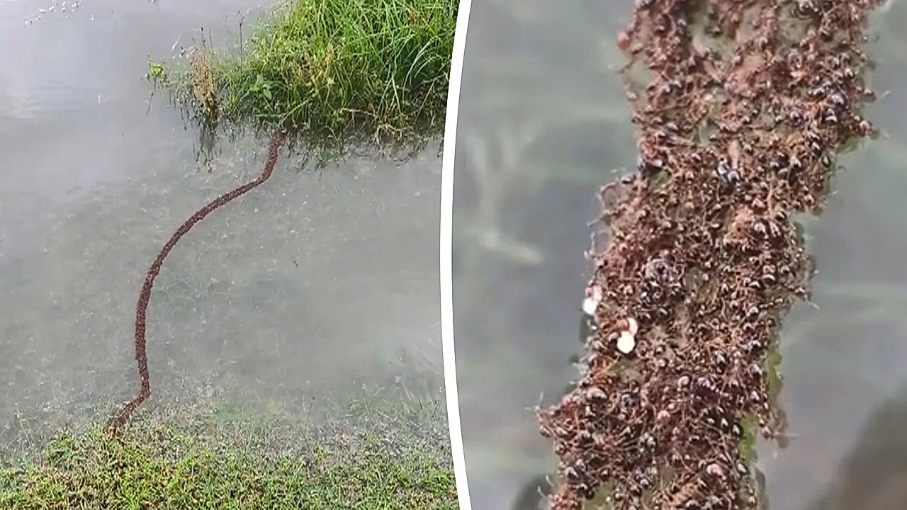 Thousands of ants cross stream in China on living bridge