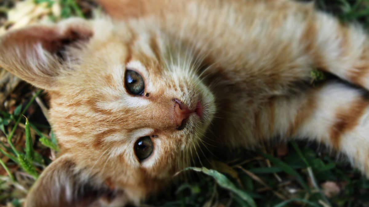 Tiny Orange Kitten's Bed Head Makes Him Look Like a 'Cute Little Fluffy Dorito'