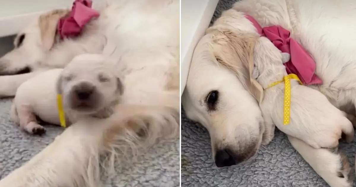Mama Golden Retriever's Baby Moves Closer to Her & It Turns Out She Just Wanted Some Love