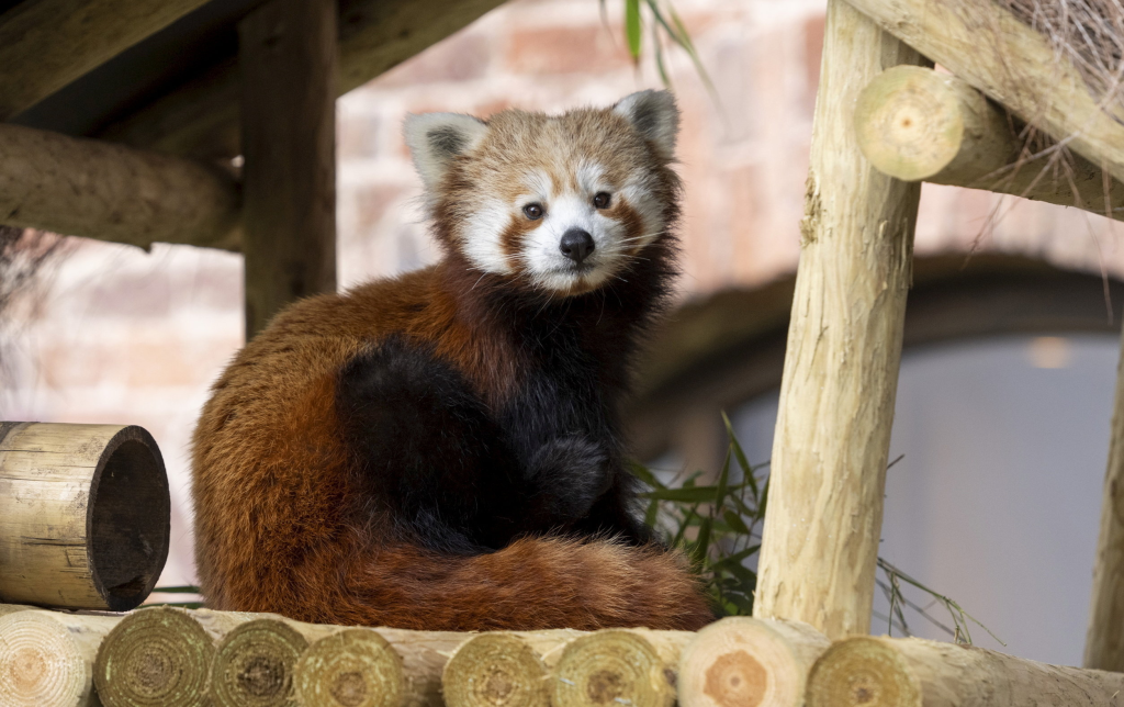 Tiny endangered red panda cub born at safari park